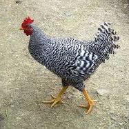 Team Page: Team Zebra Chicken